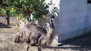 emu