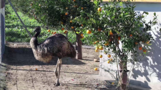 emu